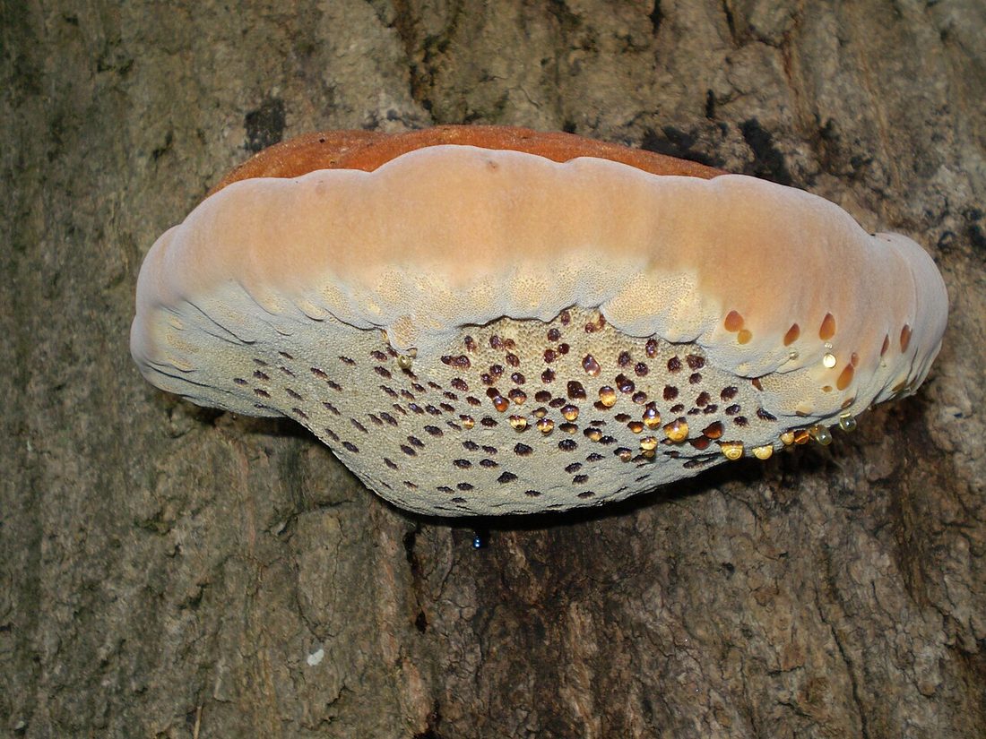 Błyskoporek szczotkowaty (Inonotus hispidus)