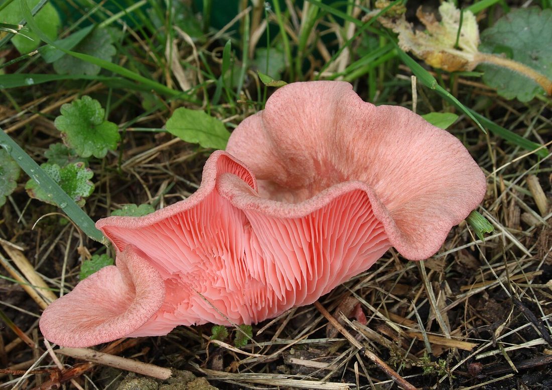 Boczniak różowy (Pleurotus djamor)