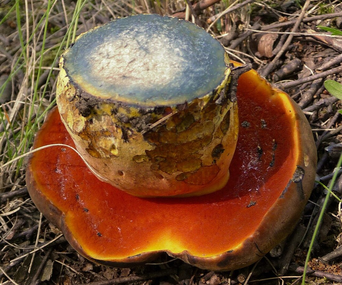 Krasnoborowik ceglastopory (Neoboletus luridiformis)