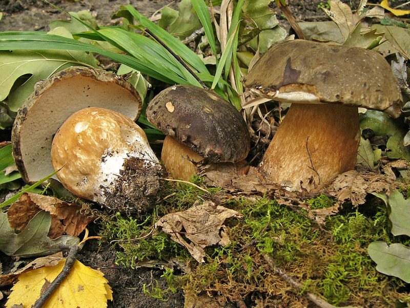 Borowik ciemnobrązowy (Boletus aereus)