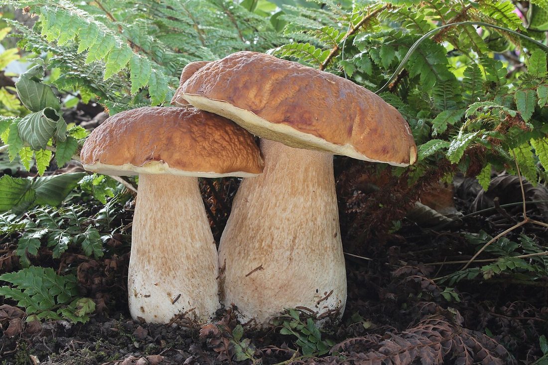 Borowik szlachetny (Boletus edulis) w naturalnym środowisku