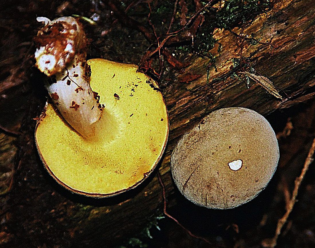 Borowik zajęczy (Xerocomus subtomentosus)