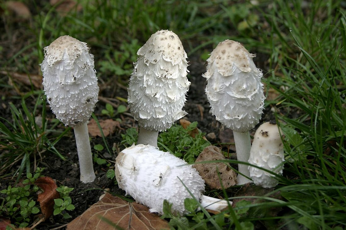 Czernidłak kołpakowaty (Coprinus comatus)