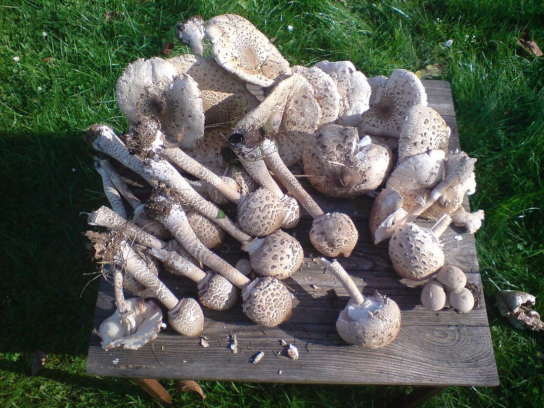 Czubajka kania (Macrolepiota procera) w naturalnym środowisku