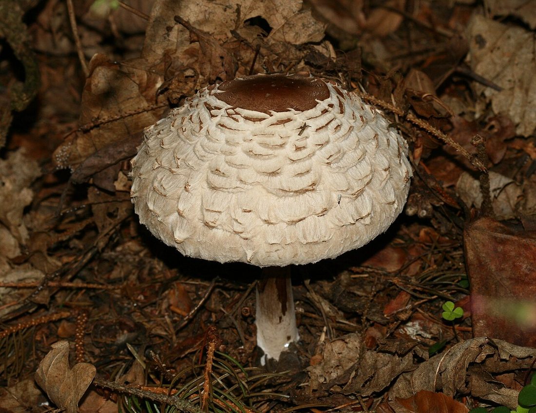 Czubajnik czerwieniejący (Chlorophyllum rhacodes)