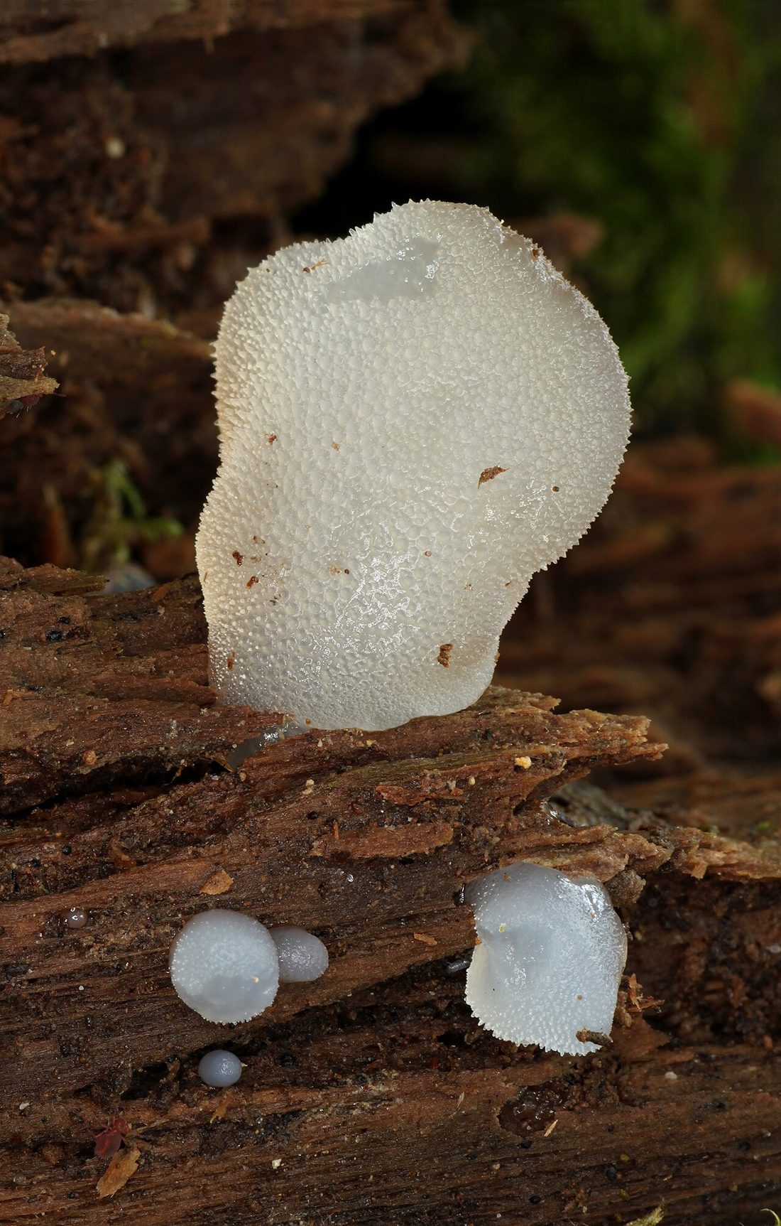 Galaretek kolczasty (Pseudohydnum gelatinosum)