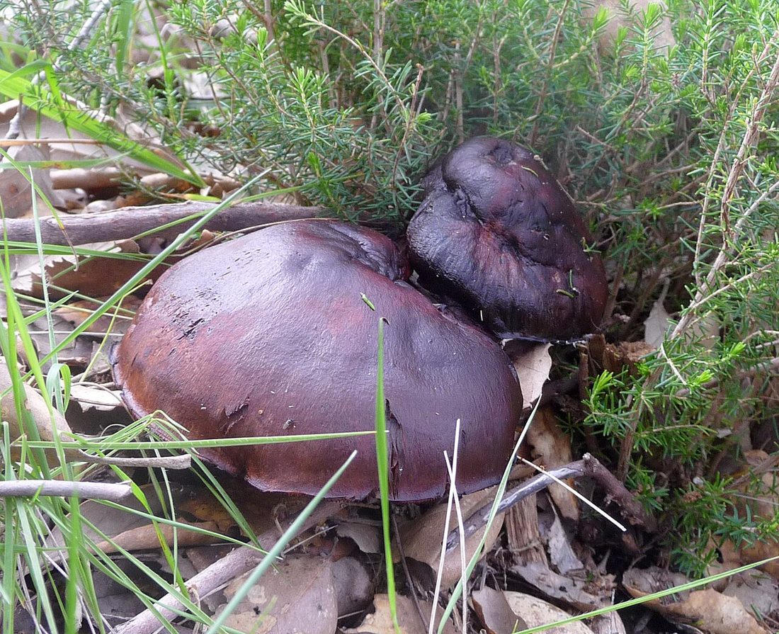 Gąska niekształtna (Tricholoma portentosum)