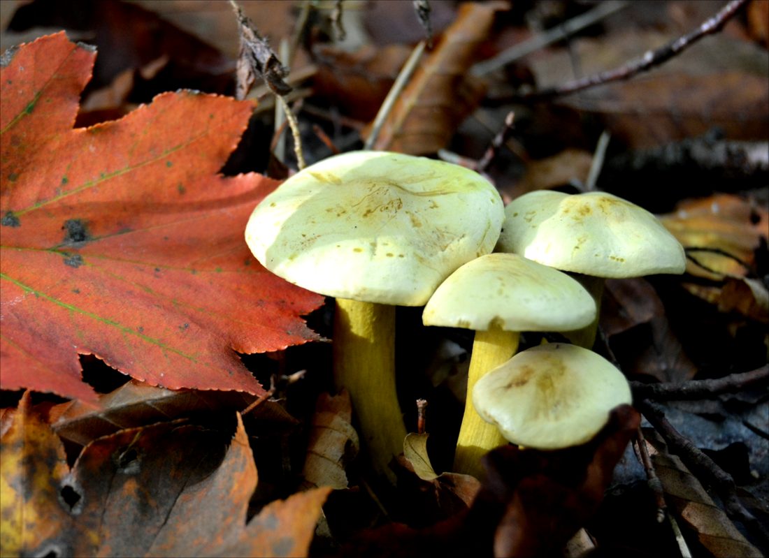 Gąska siarkowa (Tricholoma sulphureum)