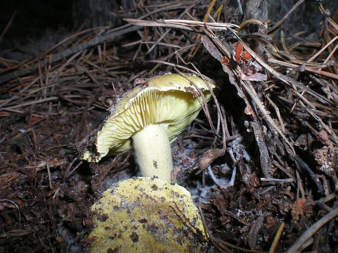 Gąska zielonka (Tricholoma equestre)
