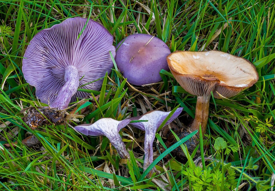 Gąsówka naga (Lepista nuda)