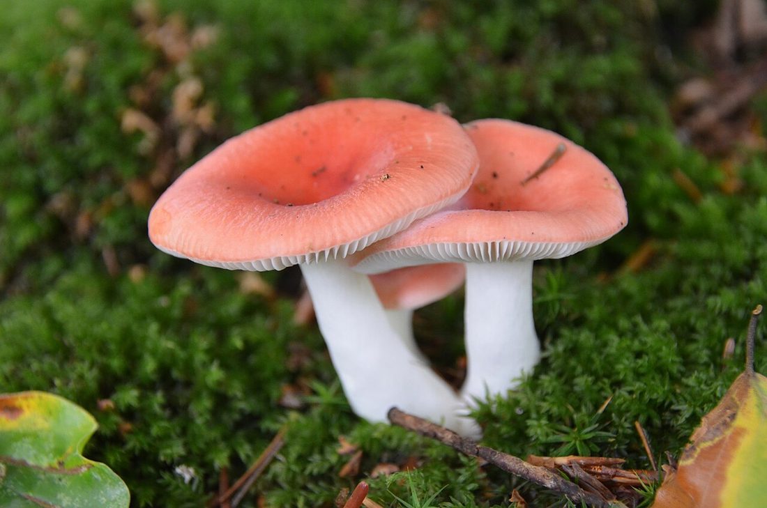 Gołąbek błotny (Russula paludosa)