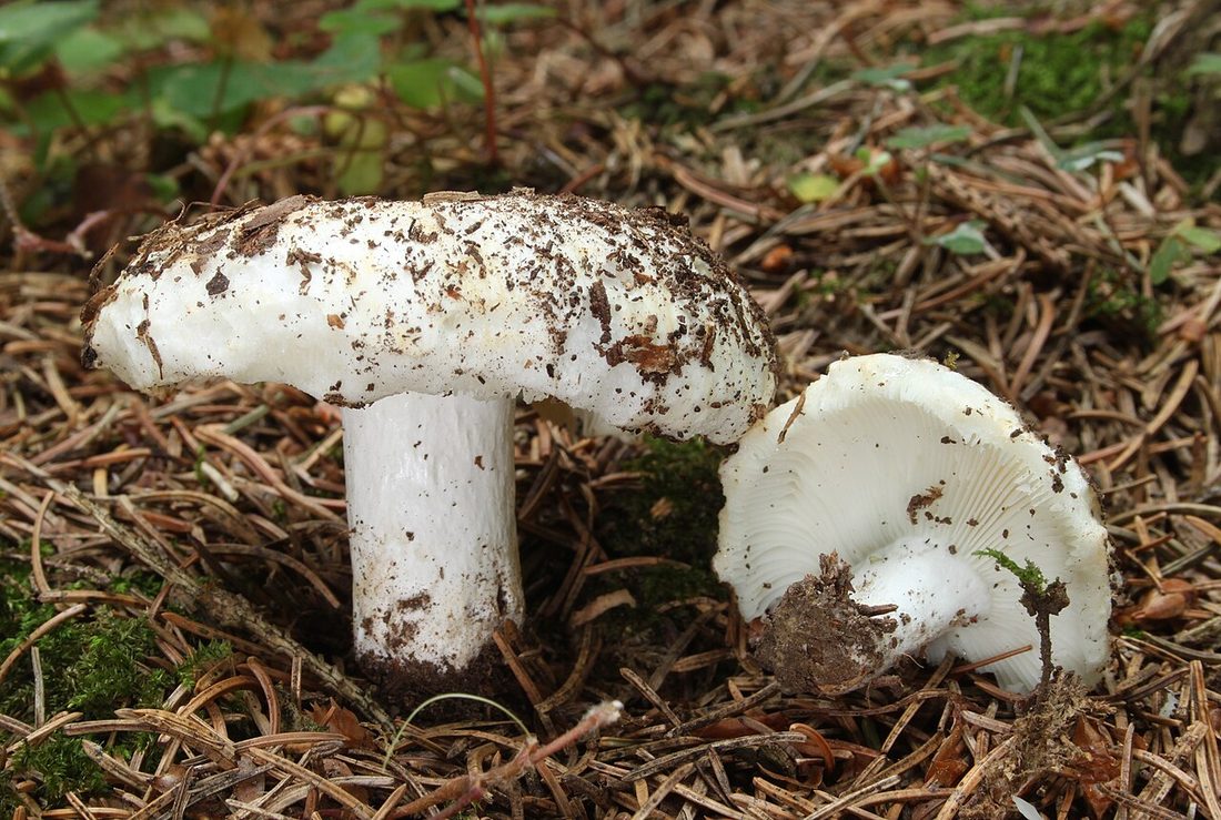 Gołąbek smaczny (Russula delica)