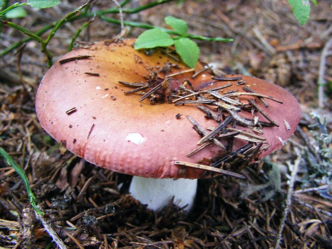 Gołąbek wyborny (Russula vesca)