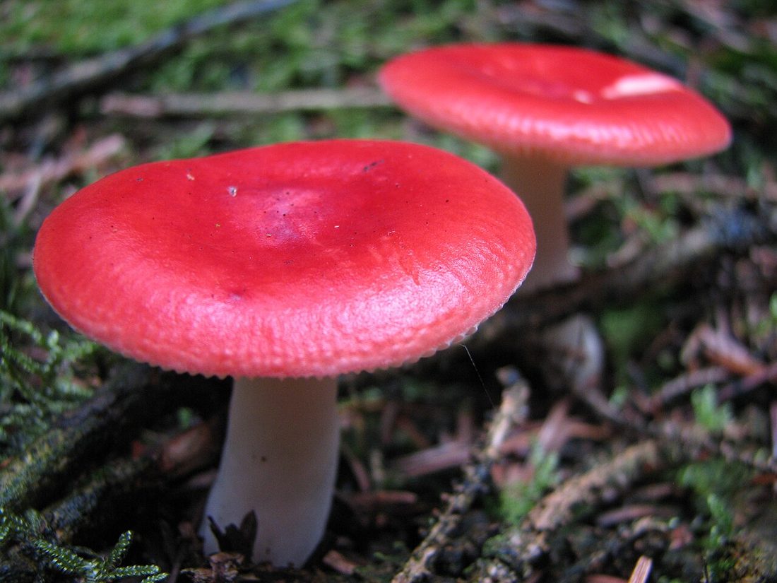 Gołąbek wymiotny (Russula emetica)