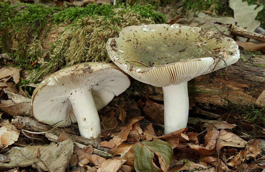 Gołąbek zielonawofioletowy (Russula cyanoxantha)