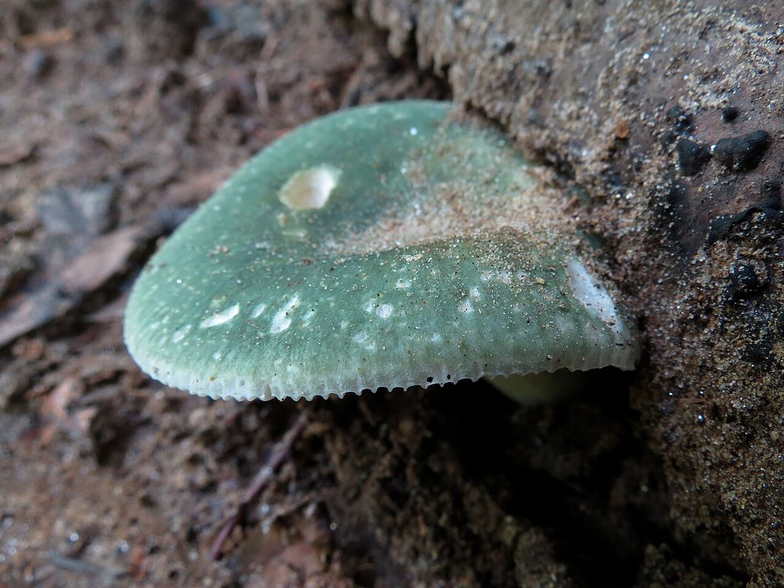 Gołąbek zielonawy (Russula virescens)