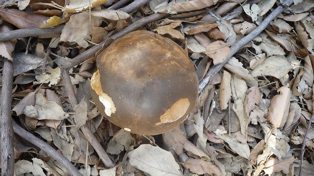 Goryczak żółciowy (Tylopilus felleus)