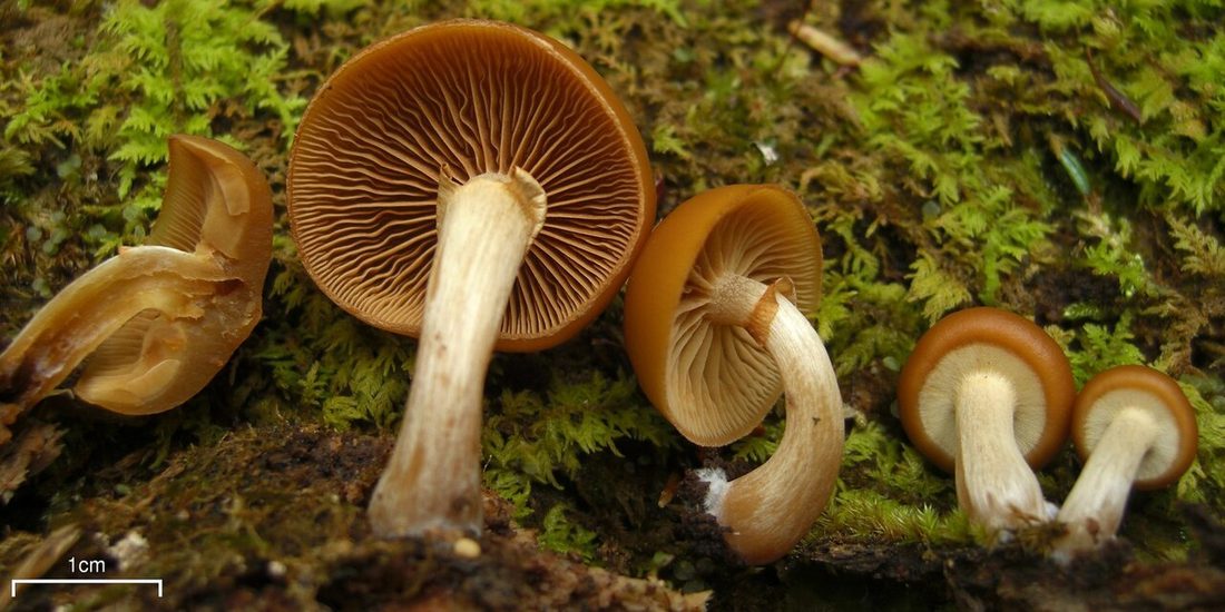 Hełmówka obrzeżona (Galerina marginata)