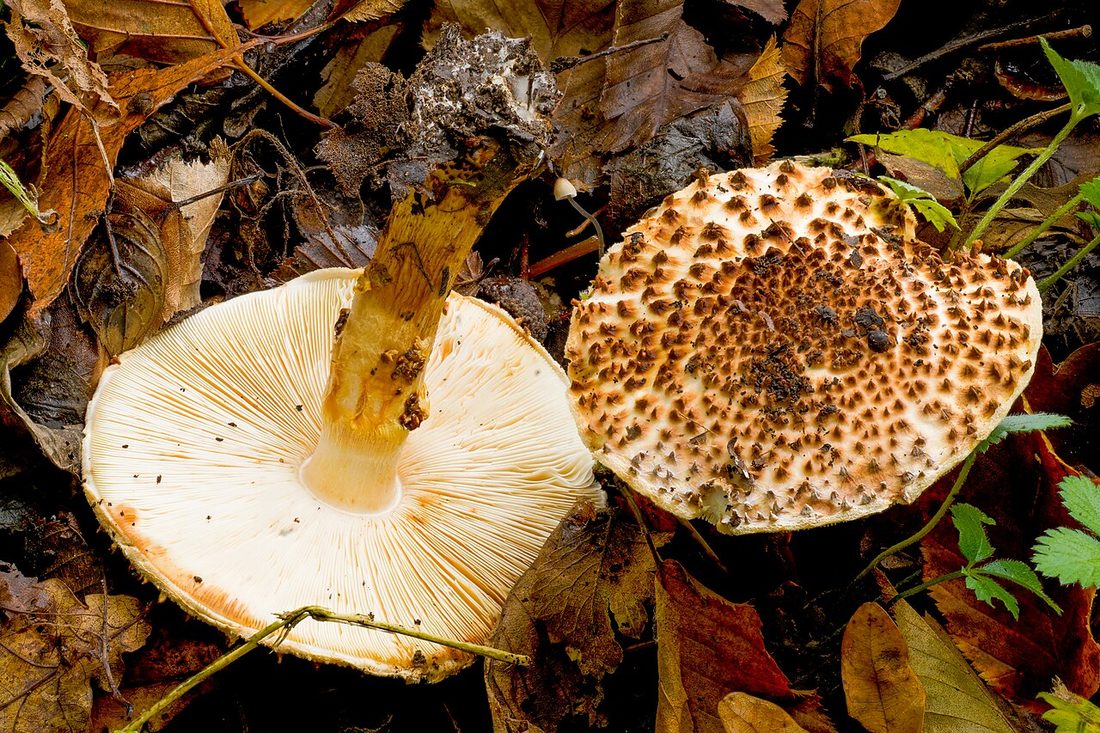 Jeżoskórka ostrołuskowa (Echinoderma asperum)