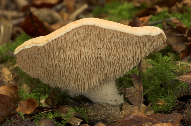 Kolczak obłączasty (Hydnum repandum)