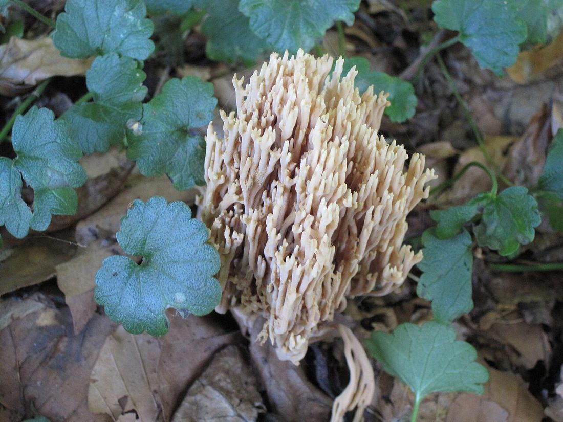 Koralówka sztywna (Ramaria stricta)