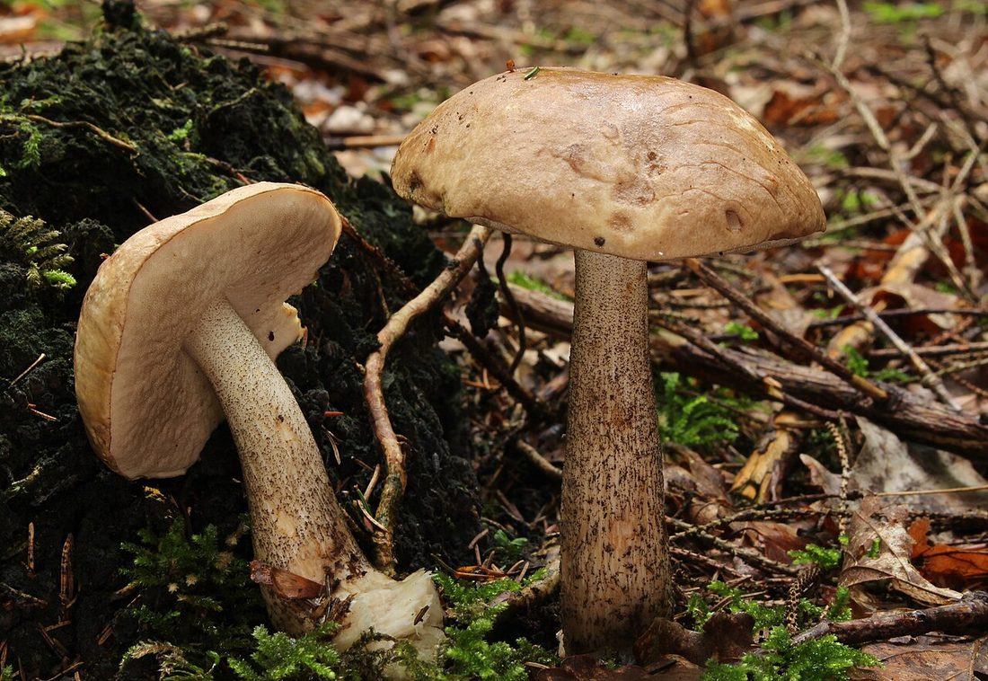 Koźlarz babka (Leccinum scabrum) w naturalnym środowisku