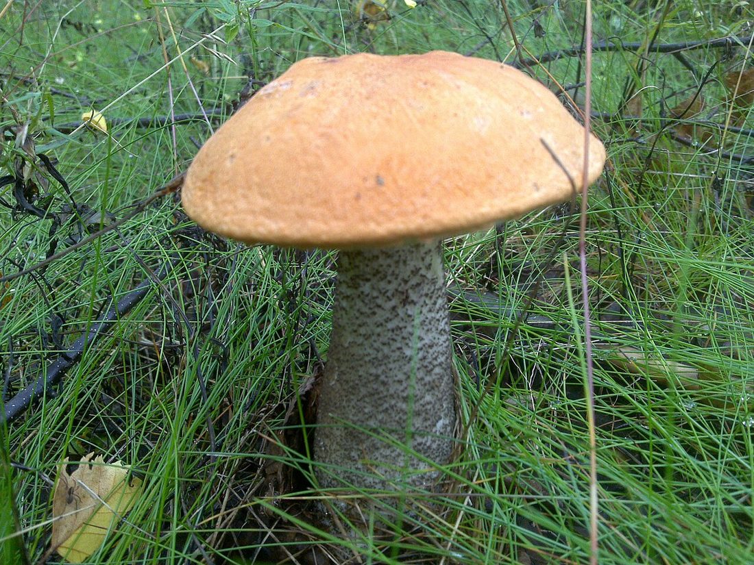Koźlarz pomarańczowożółty (Leccinum versipelle)