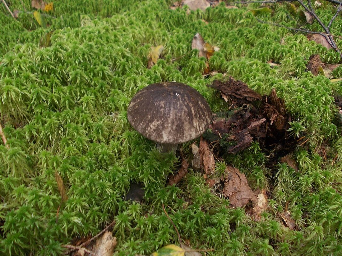 Koźlarz różnobarwny (Leccinum variicolor)