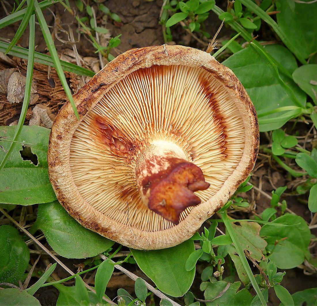 Krowiak podwinięty (Paxillus involutus)