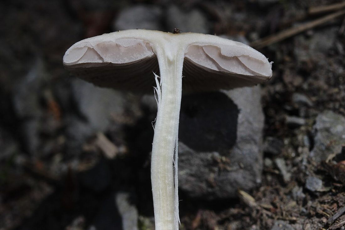 Kruchaweczka zaroślowa (Psathyrella candolleana)
