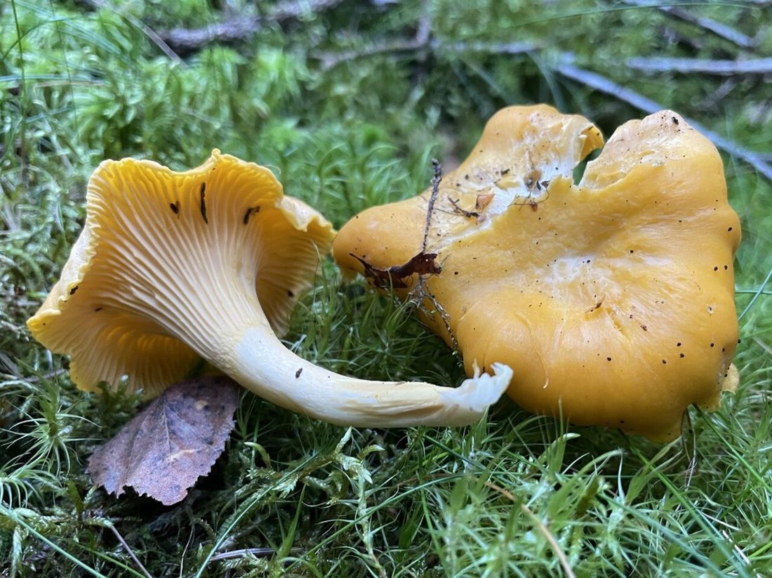 Kurka (pieprznik jadalny) (Cantharellus cibarius) w naturalnym środowisku