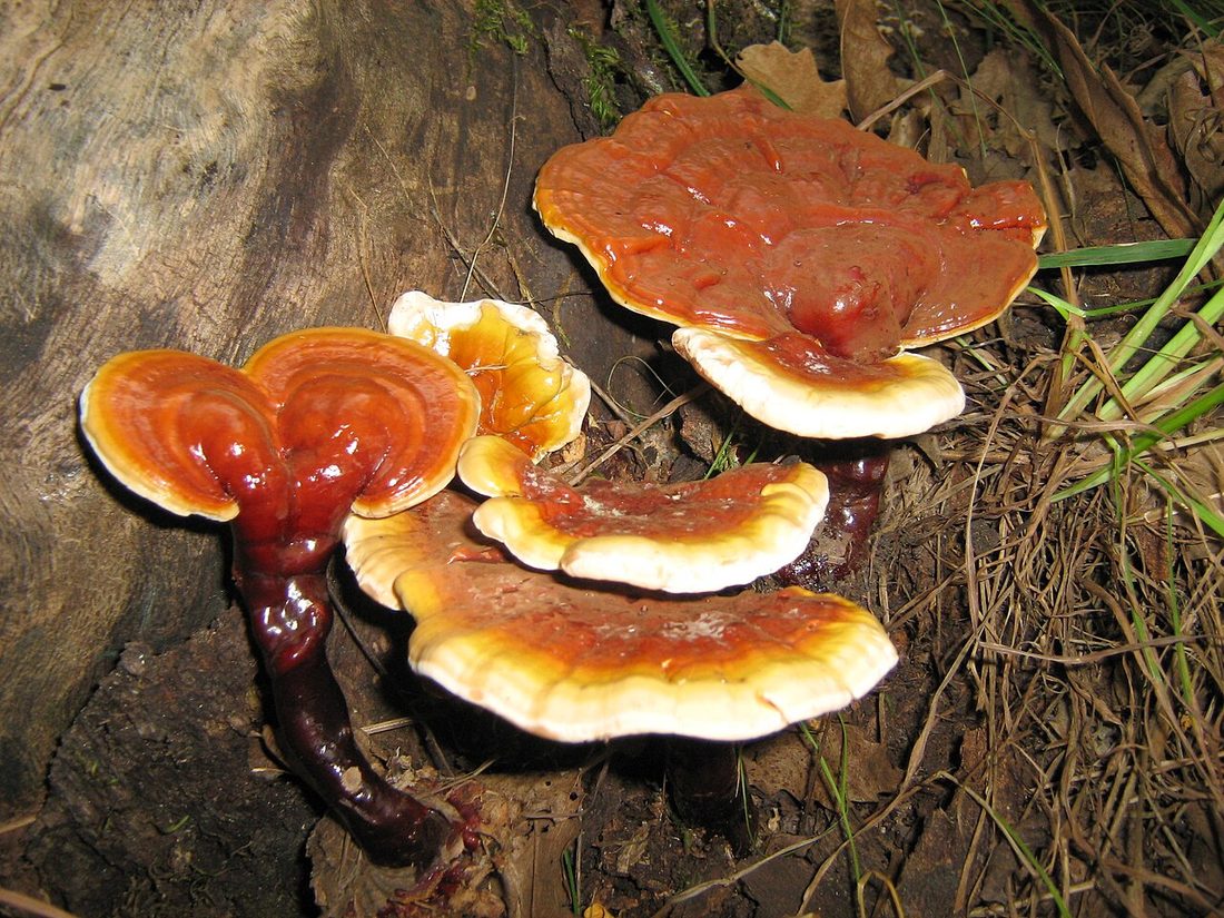 Lakownica lśniąca (Ganoderma lucidum)