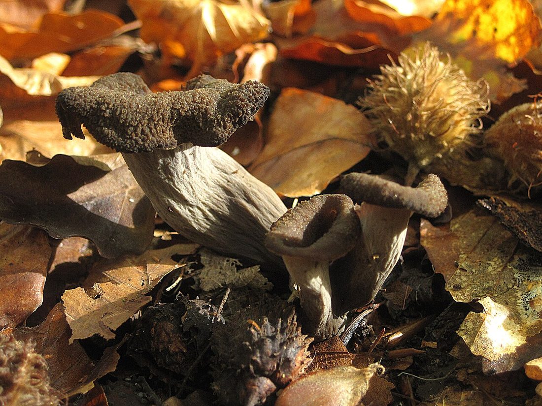 Lejkowiec dęty (Craterellus cornucopioides)