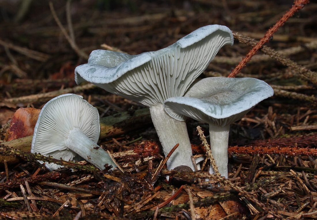 Lejkówka wonna (Clitocybe odora)