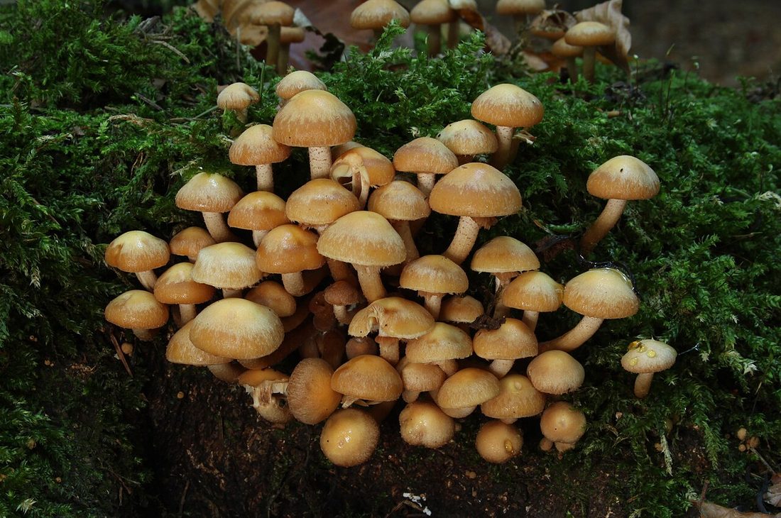 Łuskwiak zmienny (Kuehneromyces mutabilis)