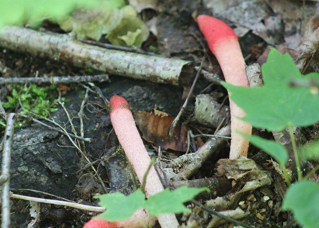 Mądziak malinowy (Mutinus ravenelii)