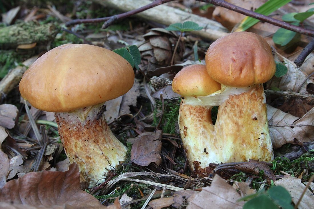 Maślak żółty (Suillus grevillei)