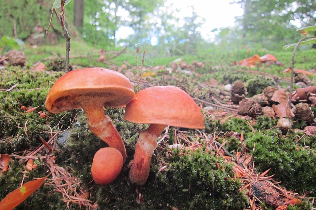 Maślak zwyczajny (Suillus luteus) w naturalnym środowisku