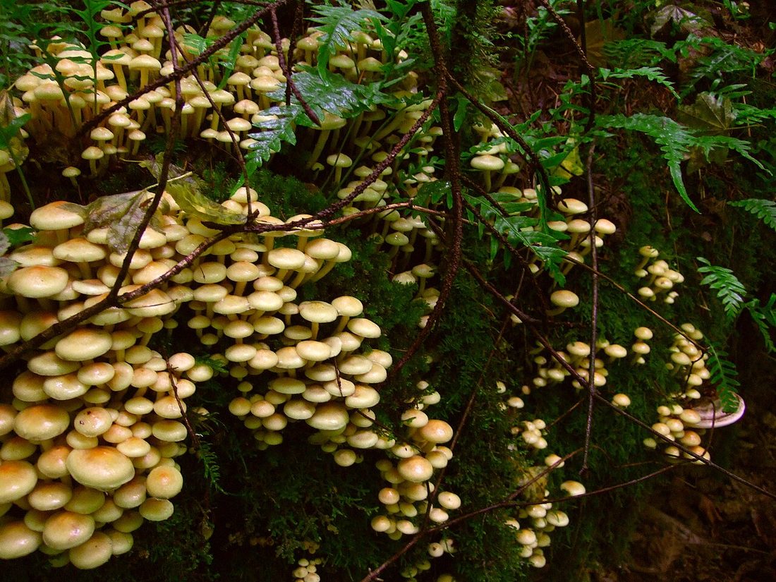 Maślanka wiązkowa (Hypholoma fasciculare)