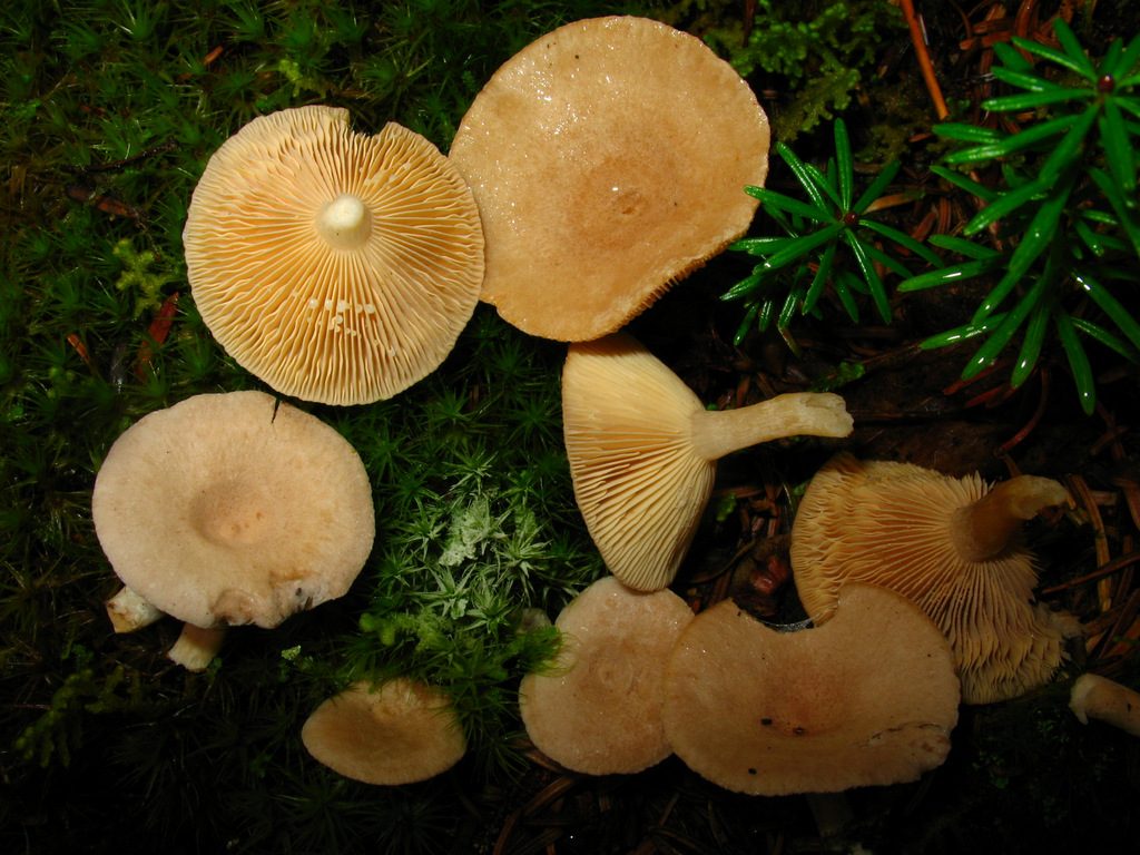 Mleczaj pachnący (Lactarius glyciosmus)