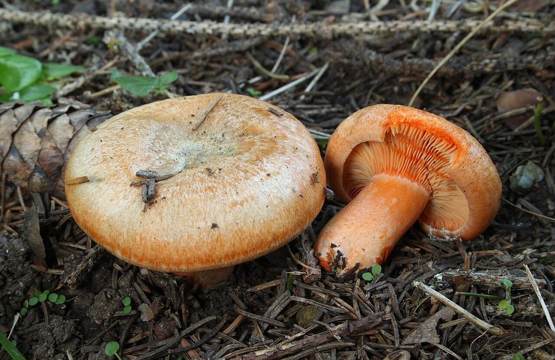 Mleczaj świerkowy (Lactarius deterrimus)