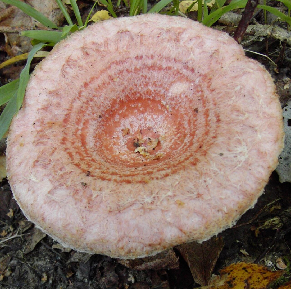 Mleczaj wełnianka (Lactarius torminosus)