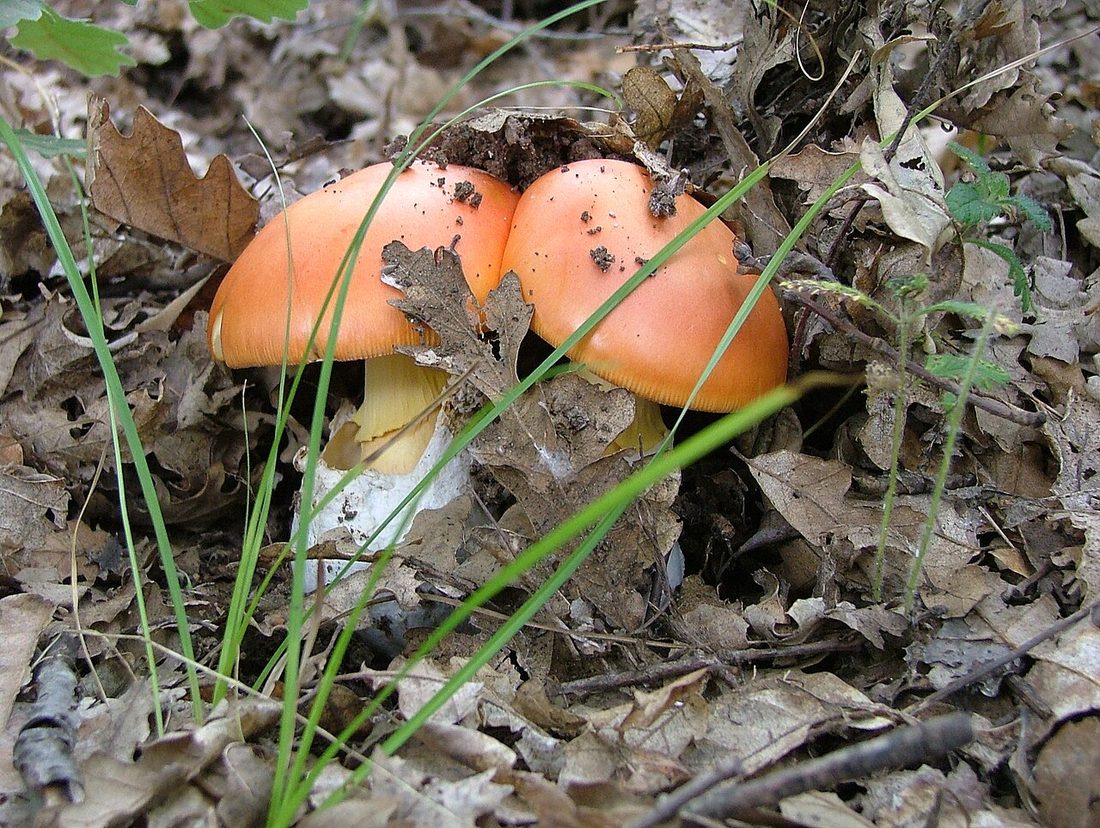 Muchomor cesarski (Amanita caesarea)