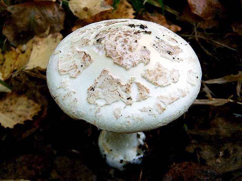 Muchomor cytrynowy (Amanita citrina)