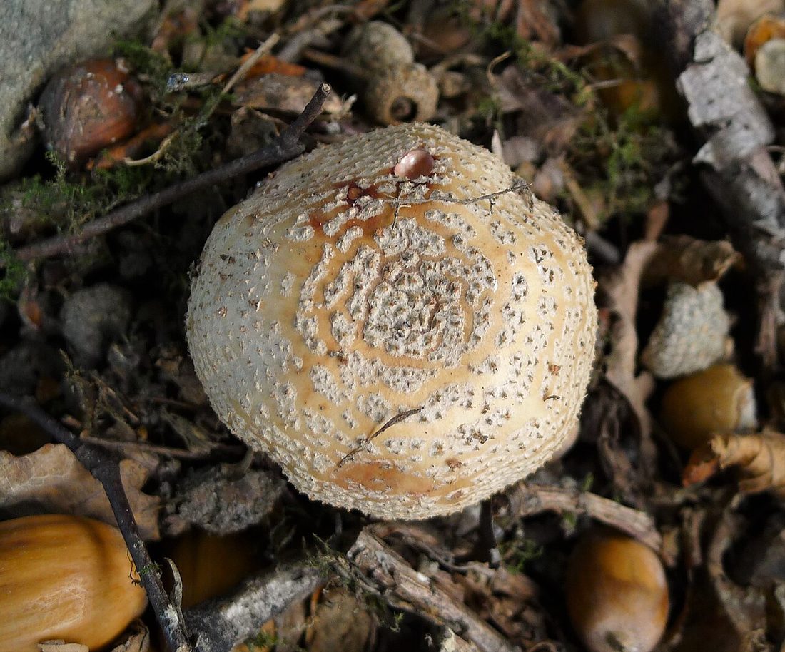 Muchomor czerwieniejący (Amanita rubescens)