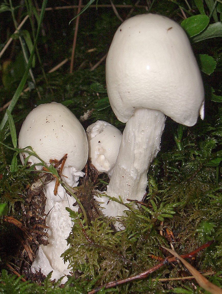 Muchomor jadowity (Amanita virosa)