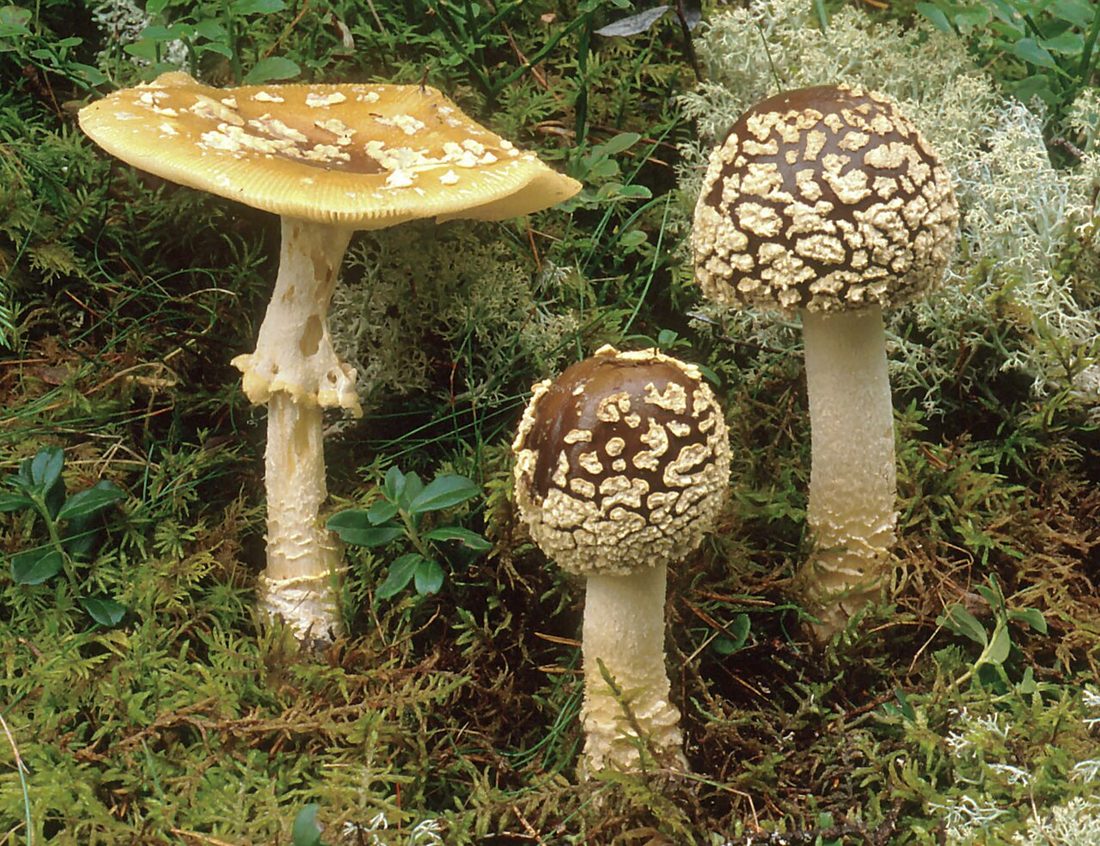 Muchomor królewski (Amanita regalis)