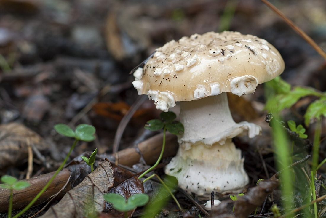 Muchomor narcyzowy (Amanita gemmata)