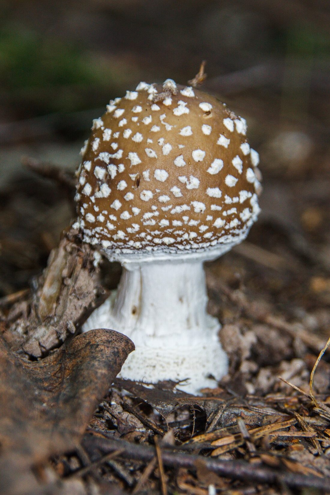 Muchomor plamisty (Amanita pantherina)