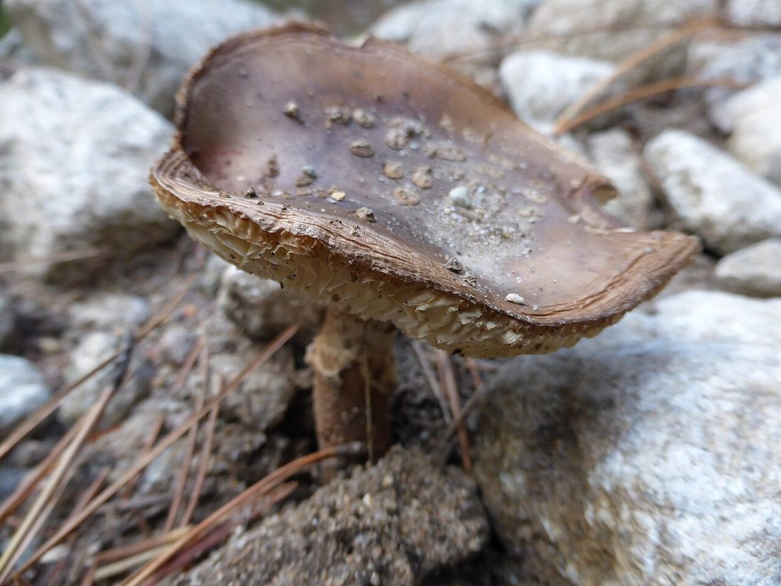 Muchomor porfirowy (Amanita porphyria)
